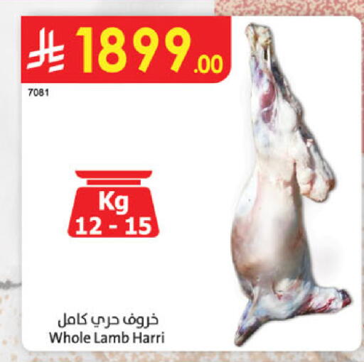available at الدانوب in مملكة العربية السعودية, السعودية, سعودية - عنيزة