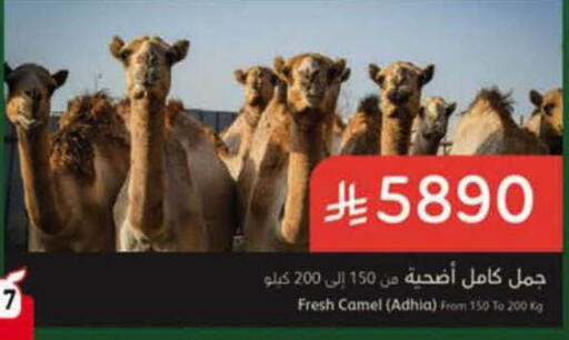 available at هايبر بنده in مملكة العربية السعودية, السعودية, سعودية - الرس