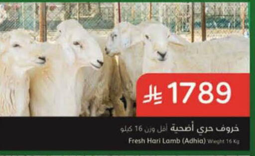 available at هايبر بنده in مملكة العربية السعودية, السعودية, سعودية - الرس