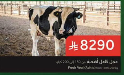 available at هايبر بنده in مملكة العربية السعودية, السعودية, سعودية - الرس