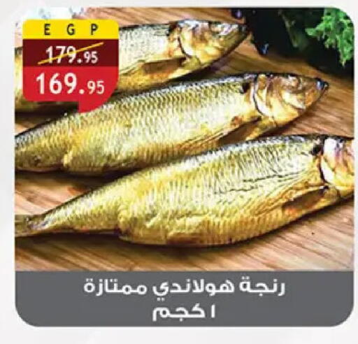 available at الرايه  ماركت in Egypt - القاهرة