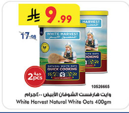 available at بن داود in مملكة العربية السعودية, السعودية, سعودية - المدينة المنورة