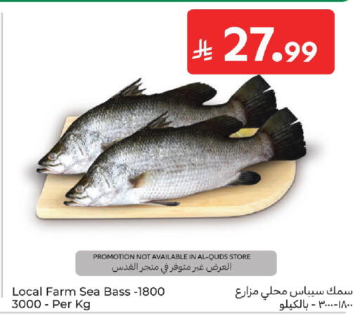 available at كارفور in مملكة العربية السعودية, السعودية, سعودية - المدينة المنورة