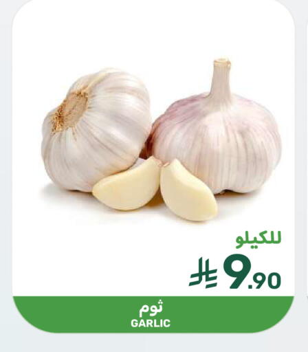 Garlic available at  مـزايــا in مملكة العربية السعودية, السعودية, سعودية - سيهات