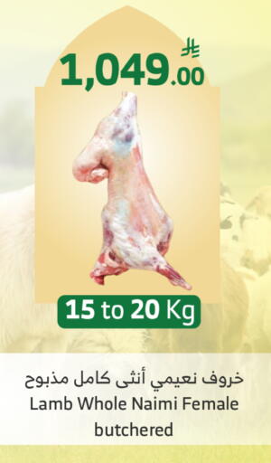 available at Al Raya in KSA, Saudi Arabia, Saudi - Al Qunfudhah