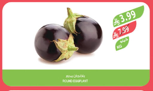 Eggplant available at المزرعة in مملكة العربية السعودية, السعودية, سعودية - تبوك