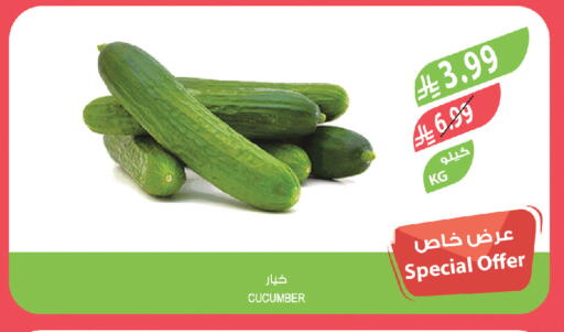 Cucumber available at المزرعة in مملكة العربية السعودية, السعودية, سعودية - تبوك