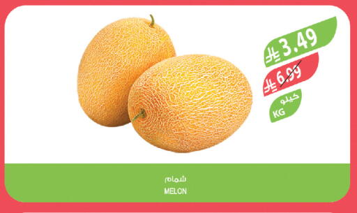 Melon available at المزرعة in مملكة العربية السعودية, السعودية, سعودية - تبوك