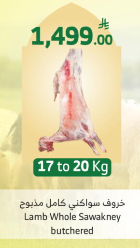 available at Al Raya in KSA, Saudi Arabia, Saudi - Al Qunfudhah