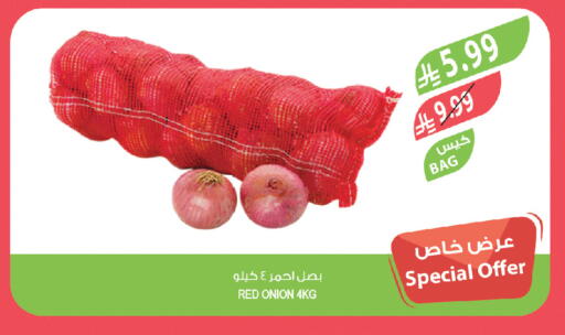 Onion available at المزرعة in مملكة العربية السعودية, السعودية, سعودية - تبوك