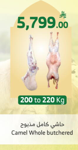 available at Al Raya in KSA, Saudi Arabia, Saudi - Al Qunfudhah