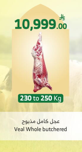 available at Al Raya in KSA, Saudi Arabia, Saudi - Al Qunfudhah