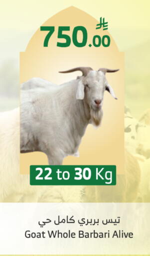 available at Al Raya in KSA, Saudi Arabia, Saudi - Al Qunfudhah