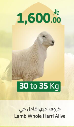 available at Al Raya in KSA, Saudi Arabia, Saudi - Al Qunfudhah