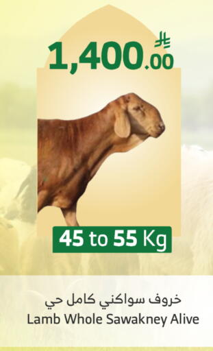 available at Al Raya in KSA, Saudi Arabia, Saudi - Al Qunfudhah