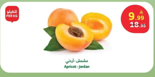 Apricot from Jordan available at الراية in مملكة العربية السعودية, السعودية, سعودية - جدة