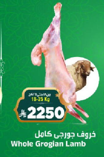 available at المدينة هايبرماركت in مملكة العربية السعودية, السعودية, سعودية - الرياض
