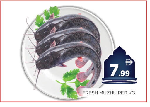 available at اينس المدينة هايبرماركت in الإمارات العربية المتحدة , الامارات - الشارقة / عجمان