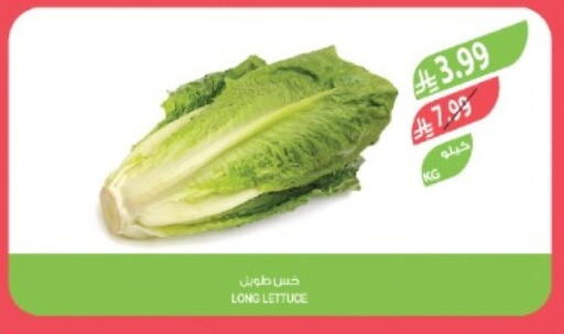 Lettuce available at المزرعة in مملكة العربية السعودية, السعودية, سعودية - تبوك
