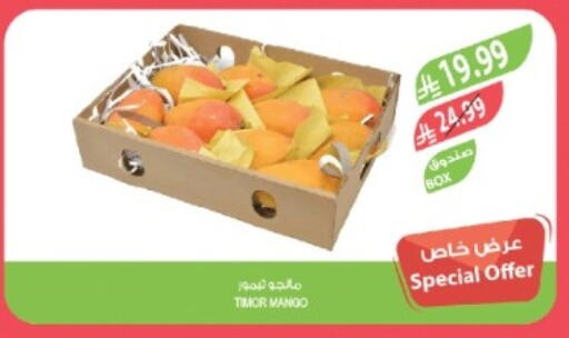 Mango available at المزرعة in مملكة العربية السعودية, السعودية, سعودية - تبوك