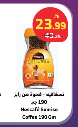 Chicory available at الراية in مملكة العربية السعودية, السعودية, سعودية - تبوك