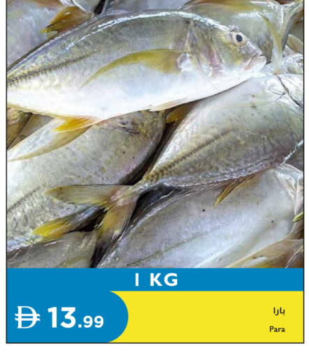available at إسطنبول سوبرماركت in الإمارات العربية المتحدة , الامارات - رَأْس ٱلْخَيْمَة