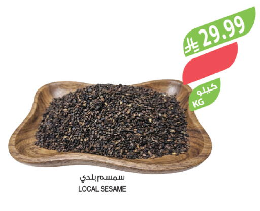 Sesame available at Farm  in KSA, Saudi Arabia, Saudi - Tabuk