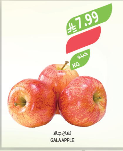 Apple available at Farm  in KSA, Saudi Arabia, Saudi - Tabuk