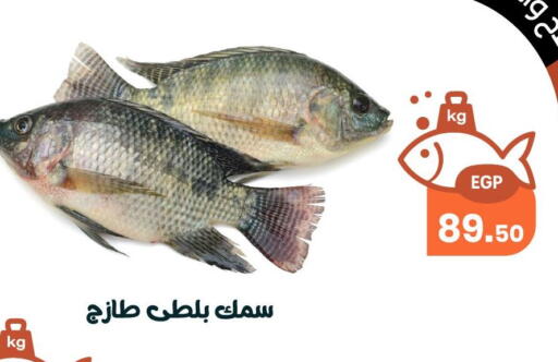 available at Arafa Market in Egypt - Cairo