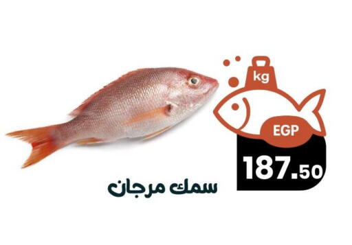 available at Arafa Market in Egypt - Cairo