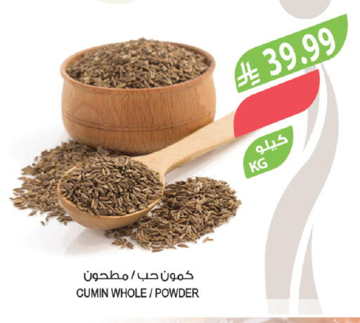 Cumin available at Farm  in KSA, Saudi Arabia, Saudi - Tabuk