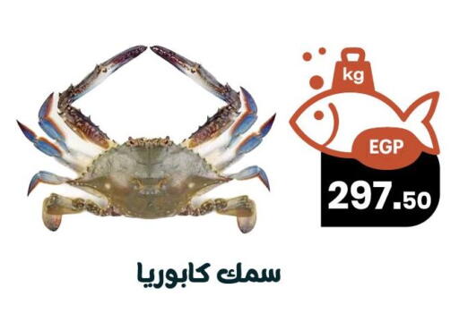 available at Arafa Market in Egypt - Cairo