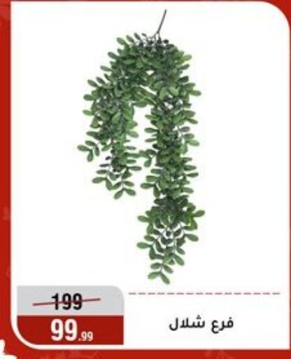 available at Al Morshedy  in Egypt - Cairo