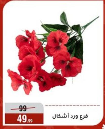 available at Al Morshedy  in Egypt - Cairo