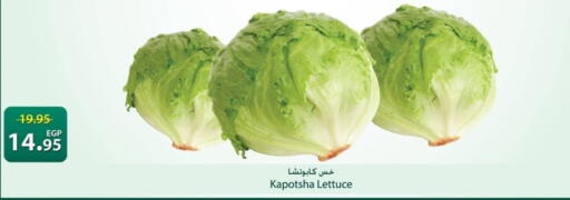 Lettuce available at سبينس in Egypt - القاهرة