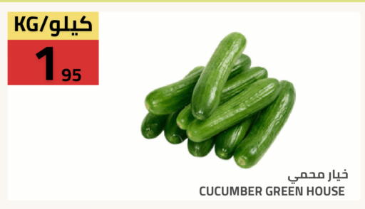 Cucumber available at Astra Markets in KSA, Saudi Arabia, Saudi - Tabuk