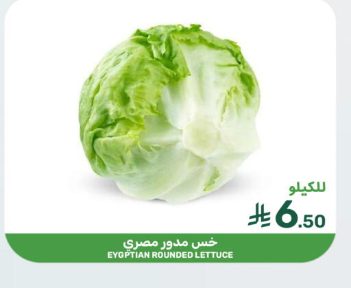 Lettuce available at  مـزايــا in مملكة العربية السعودية, السعودية, سعودية - المنطقة الشرقية