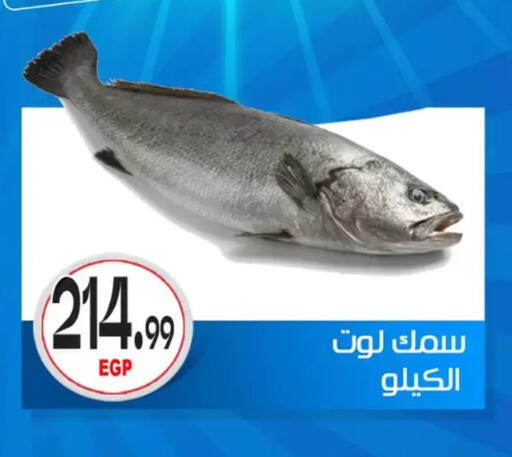 available at أولاد المحاوى in Egypt - القاهرة