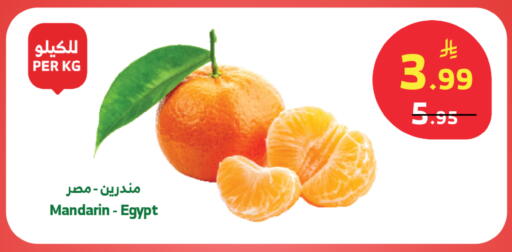 Mandarin from Egypt available at الراية in مملكة العربية السعودية, السعودية, سعودية - تبوك