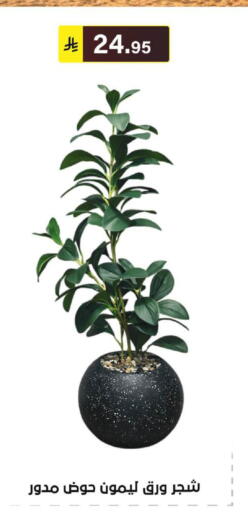 available at الحسين توب أب in مملكة العربية السعودية, السعودية, سعودية - الرياض