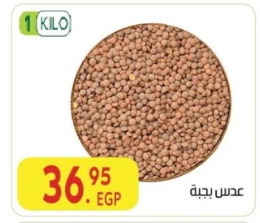 available at المحلاوي ماركت in Egypt - القاهرة