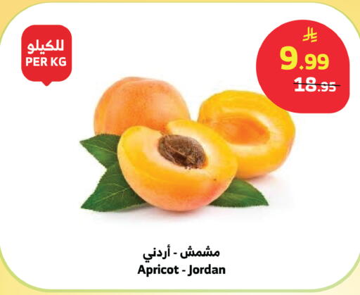 Apricot from Jordan available at الراية in مملكة العربية السعودية, السعودية, سعودية - الطائف