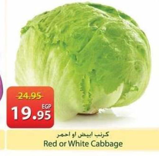 Cabbage available at سبينس in Egypt - القاهرة
