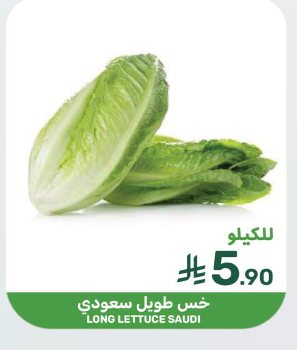 Lettuce from Saudi Arabia available at  مـزايــا in مملكة العربية السعودية, السعودية, سعودية - سيهات