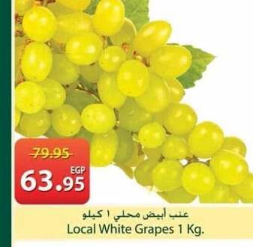Grapes available at سبينس in Egypt - القاهرة