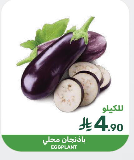 Eggplant available at  مـزايــا in مملكة العربية السعودية, السعودية, سعودية - سيهات