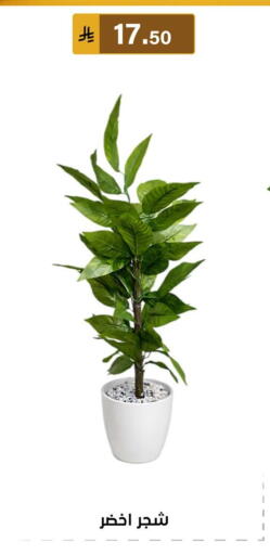 available at الحسين توب أب in مملكة العربية السعودية, السعودية, سعودية - المنطقة الشرقية