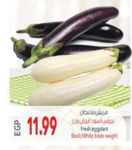 Eggplant available at El.Husseini supermarket  in Egypt - Cairo