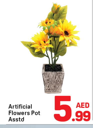 available at Day to Day Department Store in UAE - Sharjah / Ajman