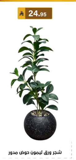 available at الحسين توب أب in مملكة العربية السعودية, السعودية, سعودية - المنطقة الشرقية